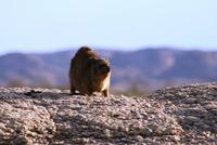 Dassie