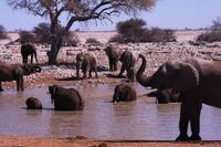 Elefantenbad