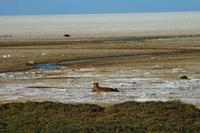 Pirschfahrt am Nachmittag - schon wieder Löwen