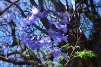 Jacaranda Blüten