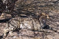 Gepard