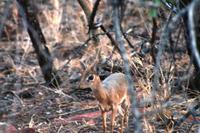 DikDiks vor der Tür