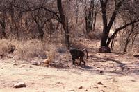 Baboons vor oder im Haus