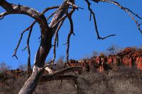 Heiligiger Baum der Herero