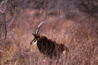 Auf dem Waterberg - Säbelantilope