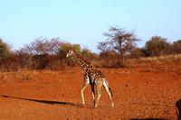 Auf dem Waterberg - Giraffe