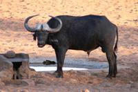 Auf dem Waterberg - Büffel