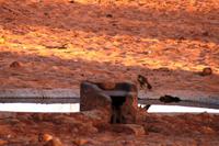 Auf dem Waterberg - Falke