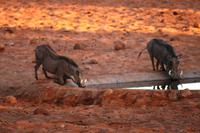 Auf dem Waterberg - Warzenschweine