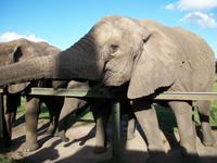 Knysna Elephant Park IV