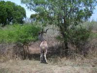 Kruger NP XVII