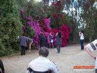 Straußenfarm Oudtshoorn IV