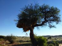 Baum mit riesen Webervogelnest