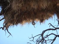 Schlange im Webervogelnest