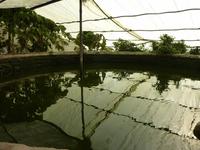 Fischzucht auf der Farm .. hier gibt es nichts, was es nicht gibt.. 