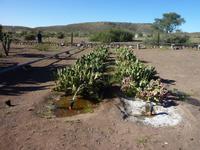 und noch ein Gemüsebeet