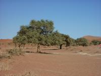 jetzt geht es in das Dead Vlei