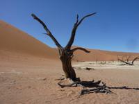Dead Vlei