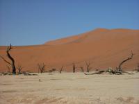 Dead Vlei