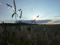 namibische Landschaftsimpression