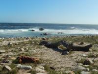 Küste am Kap der Guten Hoffnung