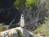 Pinguin in Simonstown