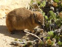 Klipschliefer am Kap