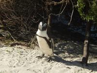 Pinguin in Simonstown