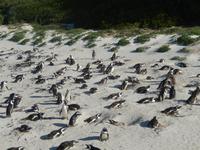 Pinguine am Boulders Beach