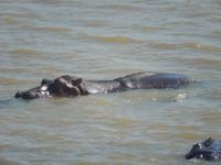 Boots-Safari St. Lucia - Hippos