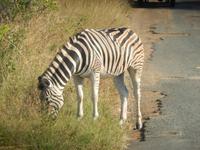 Auf Safari im Hluhluwe-Imfolozi-Nationalpark