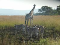 Auf Safari im Hluhluwe-Imfolozi-Nationalpark