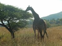 Auf Safari im Hluhluwe-Imfolozi-Nationalpark