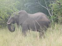 Auf Safari im Hluhluwe-Imfolozi-Nationalpark