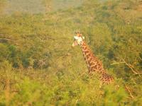 Auf Safari im Hluhluwe-Imfolozi-Nationalpark