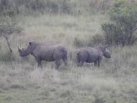 Auf Safari im Hluhluwe-Imfolozi-Nationalpark