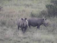 Auf Safari im Hluhluwe-Imfolozi-Nationalpark
