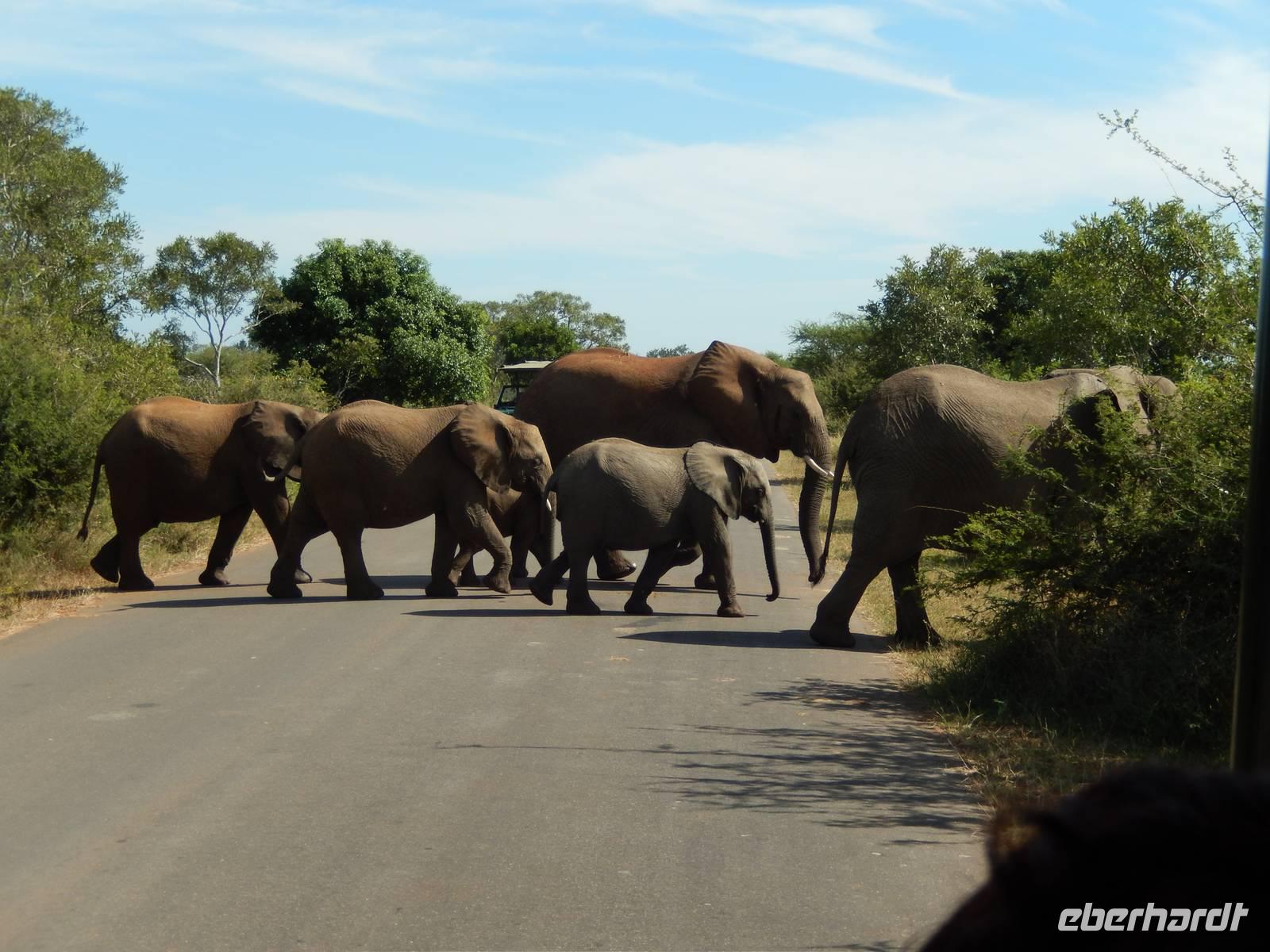 Elefanten - Kruger-NP