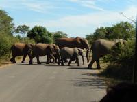 Elefanten - Kruger-NP