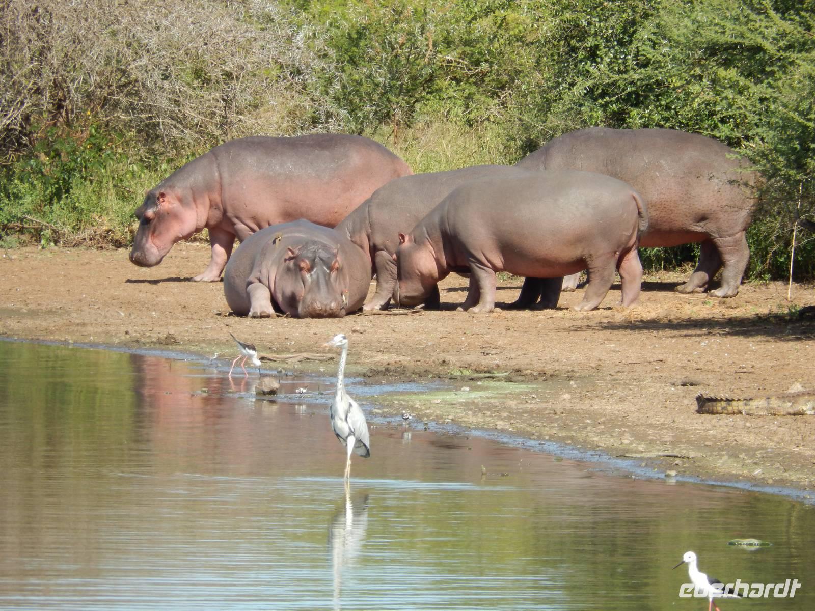 Flusspferde - Kruger-NP