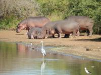 Flusspferde - Kruger-NP