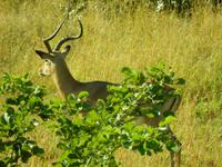 Impala - Kruger-NP