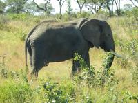 Elefant - Kruger-NP