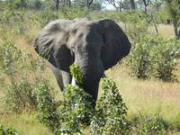 Elefant - Kruger-NP