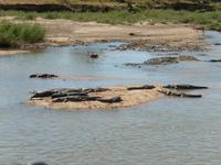 Krokodile _ Kruger-NP