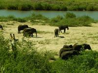 Elefanten - Kruger-NP