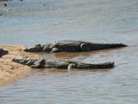 Krokodile - Kruger-NP