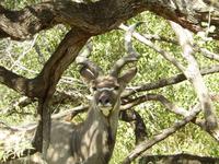 Kudu - Kruger-NP