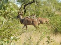 Kudus - Kruger-NP