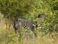 Zebras - Kruger-NP